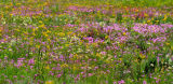 Meadow of Wildflowers JH