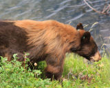 Young brown bear - near Jackson Lake