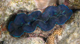 Blue clam