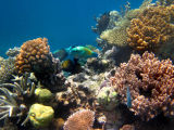 Coral Reef scene : Great Barrier Reef