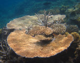 Fan & staghorn coral
