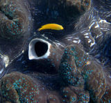 Giant Clam