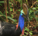 Wild Cassowary