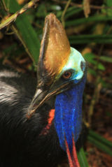Male Cassowary in wild !