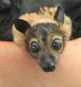 Orphan baby flying fox