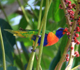 Rainbow lorrikeet
