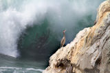 Cormorant & giant wave