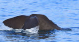 Sperm whale fluke : Kaikoura, South Island