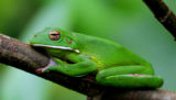 White lipped tree Frog