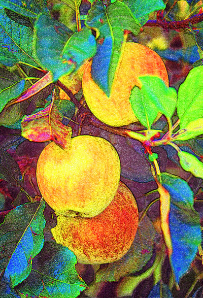 Apples
