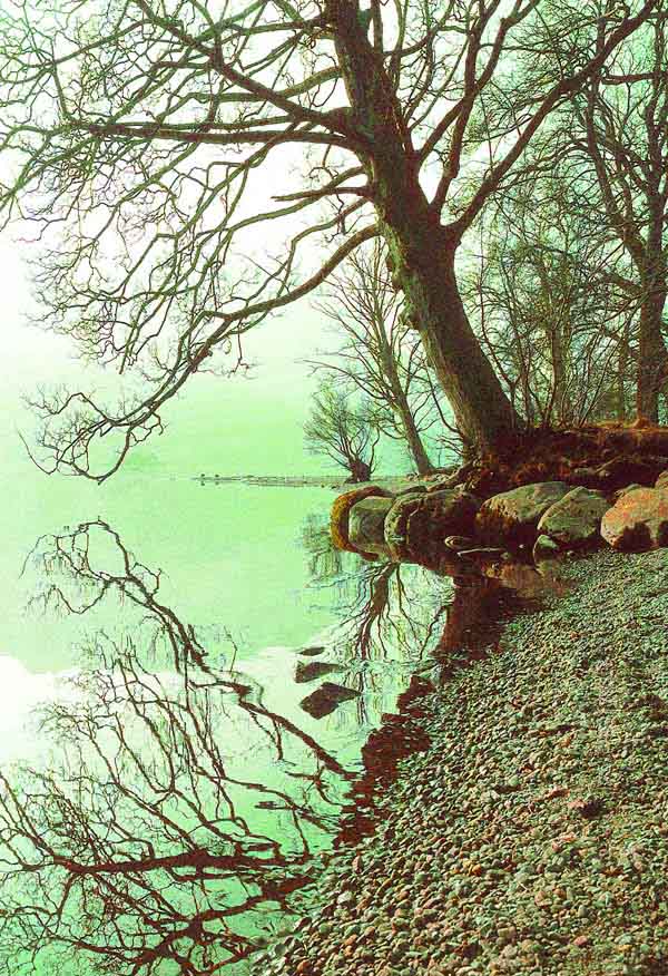 Ullswater Tree