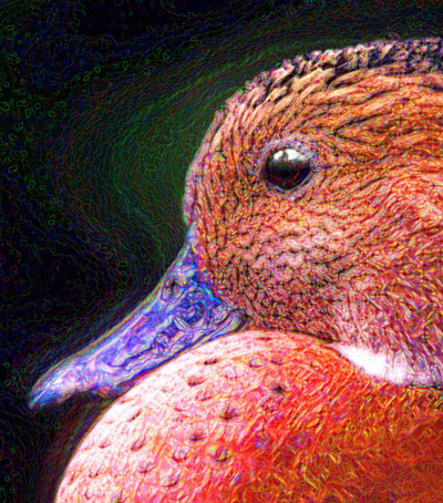 Duck