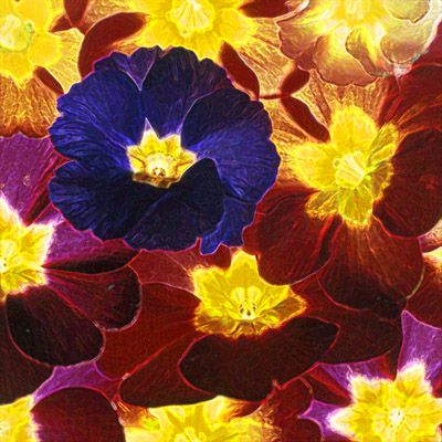 Polyanthus glow