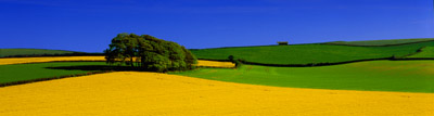 Dorset fields