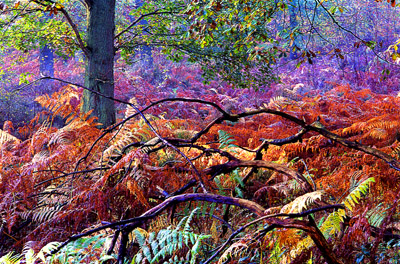 Wyre autumn