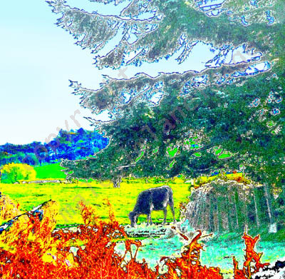 Ceiriog Valley Cow