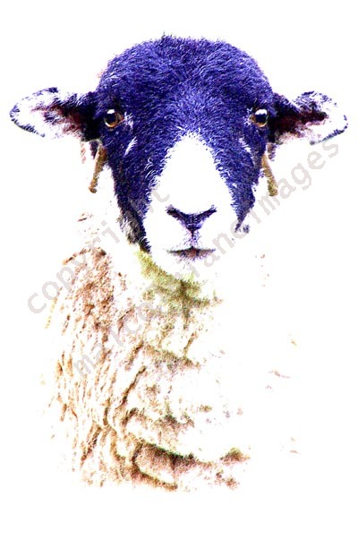 You lookin' at me?
