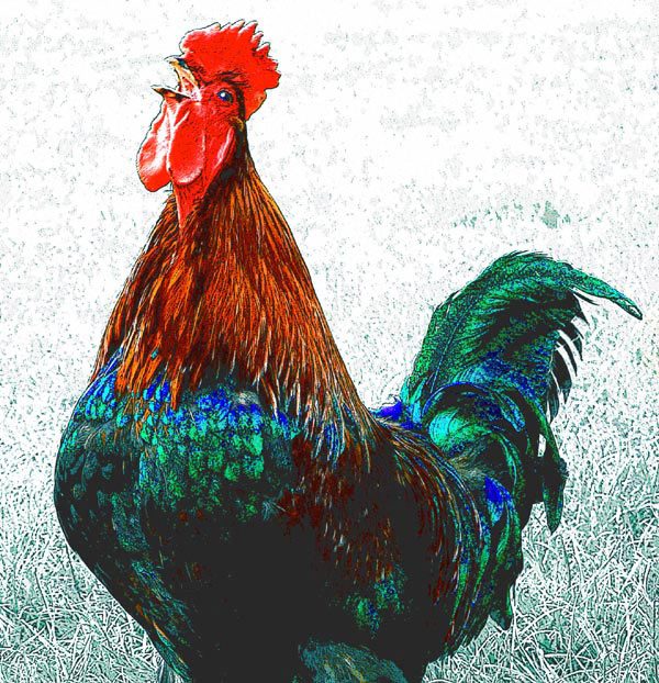 Cockadoodledoo