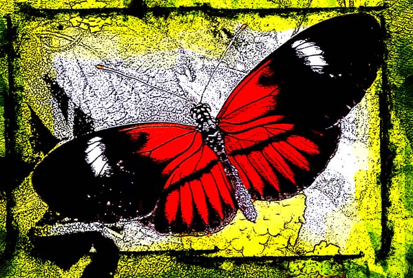 Tropical butterfly