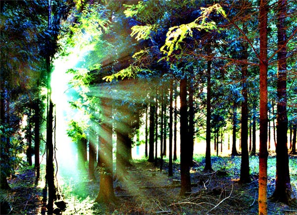 Wyre Sunburst