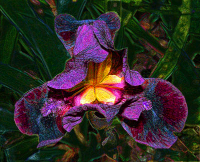 Velvet Iris
