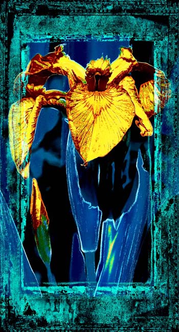 Iris