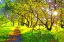 Enchanted forest