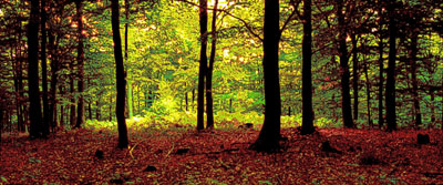 Forest light