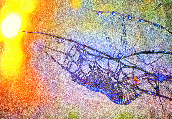 Morning dew cobweb