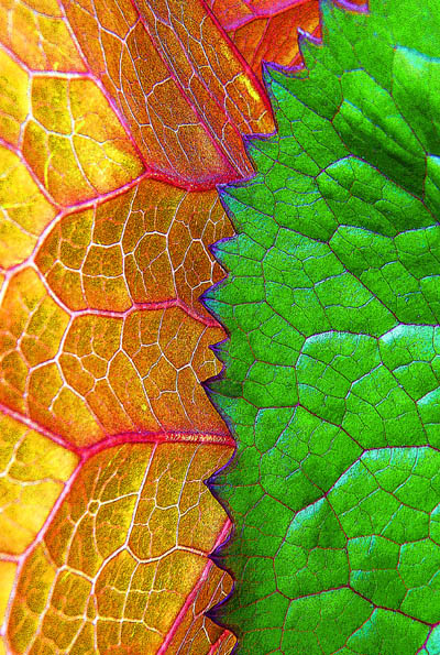 Ligularia leaves