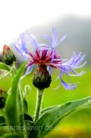 Alpine Cornflower