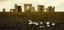'Henge Daisies' - Stonehenge