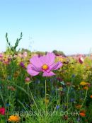Reichenau Flowers
