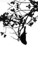 'Then Fly'