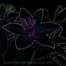 Dark Lily