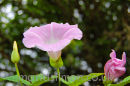 field bindweed (convolvulis avensis)