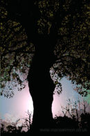 SPOOK FAIRY TREE