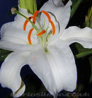 White Lily