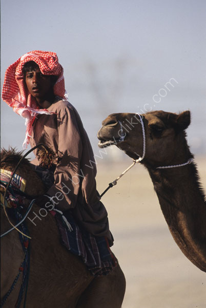 Camel herdsman 