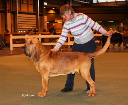 Champion Marksbury Chaotic 
Photo by Carol Ann Johnson