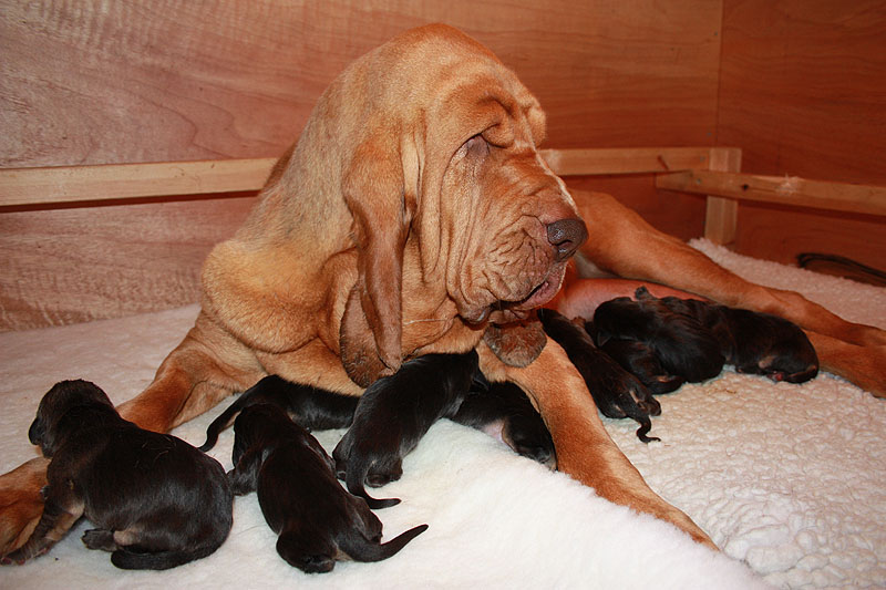 1 day old