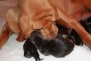 1 day old