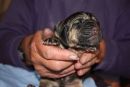2 days old. About to have weight checked.