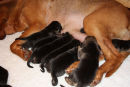 9 Days old and growing fast. 