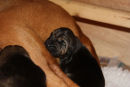 9 Days old and growing fast. 