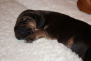 9 Days old and growing fast. 