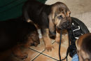 5 weeks old and tying Shoe Laces