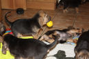 Toys! 5 weeks old