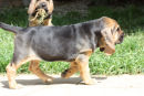 April 2011 litter at 7 weeks off somewhere!