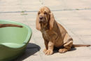 April 2011 litter at 7 weeks